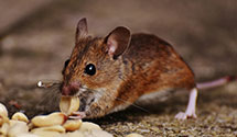 24 Hour & Emergency Exterminators in Daleville, VA